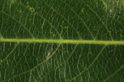 Salix ×fragilis. Evenly dense stomata on upper leaf surface.
 Image: D. Glenny © Landcare Research 2020 CC BY 4.0